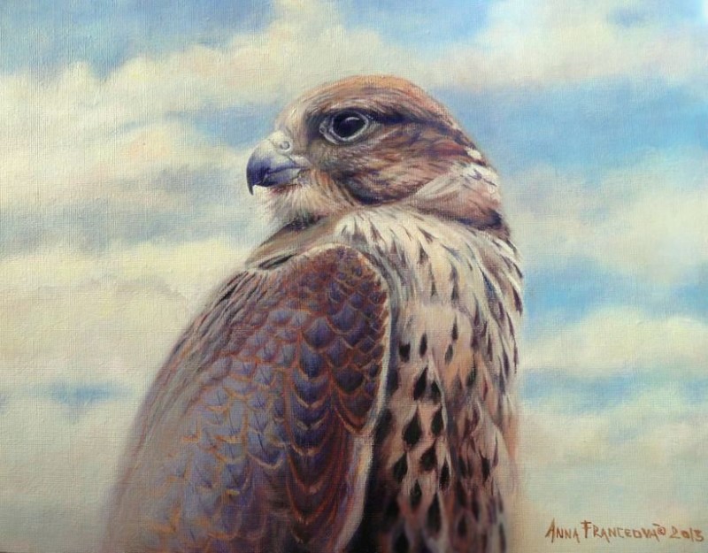 "Ayra" - ♀ F. cherrug